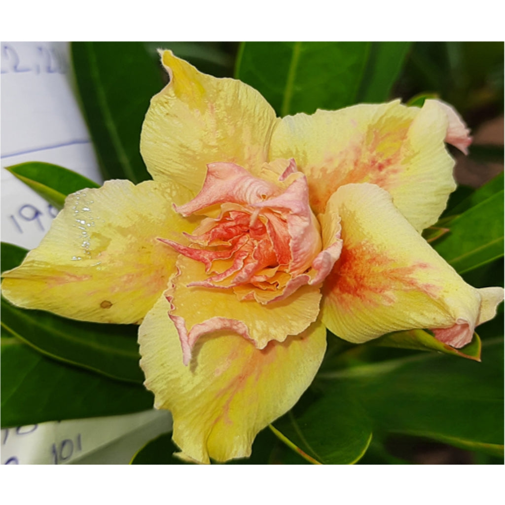 Adenium R237