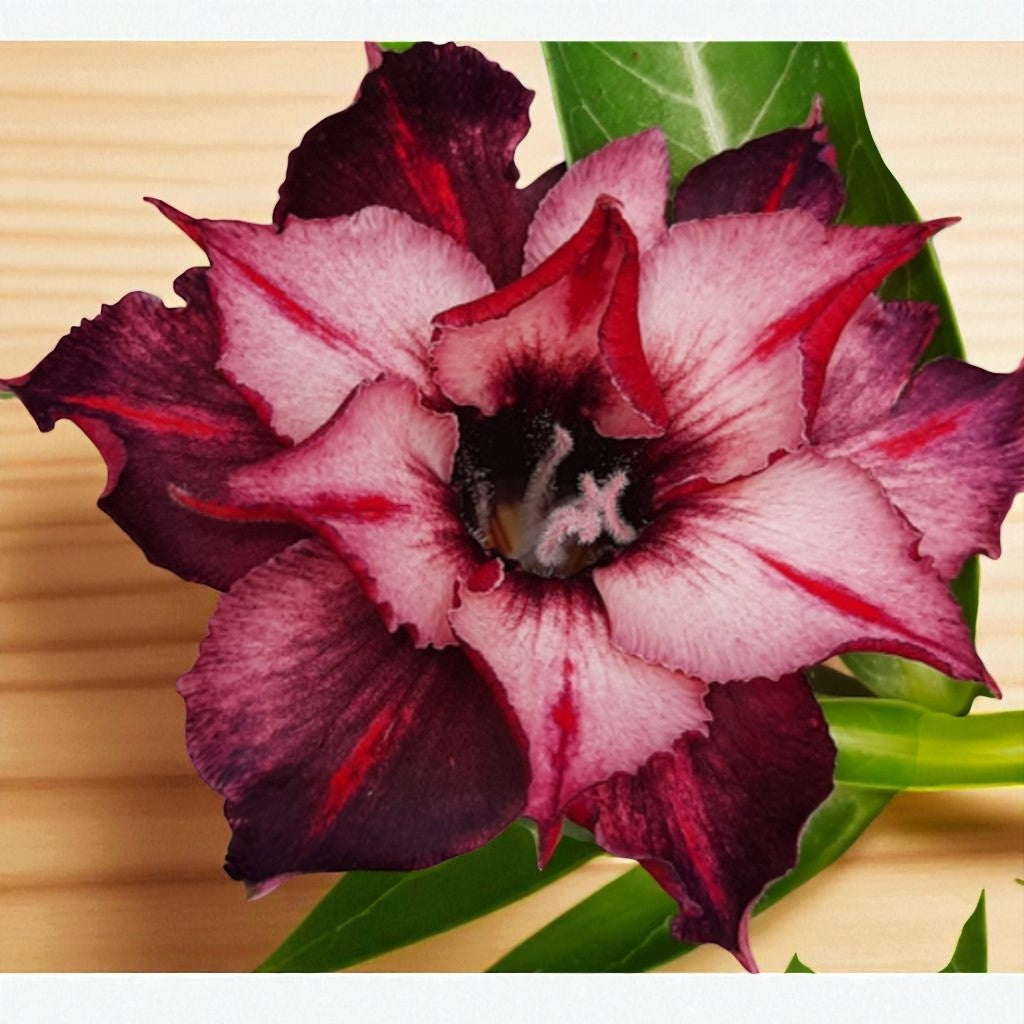 Adenium R229