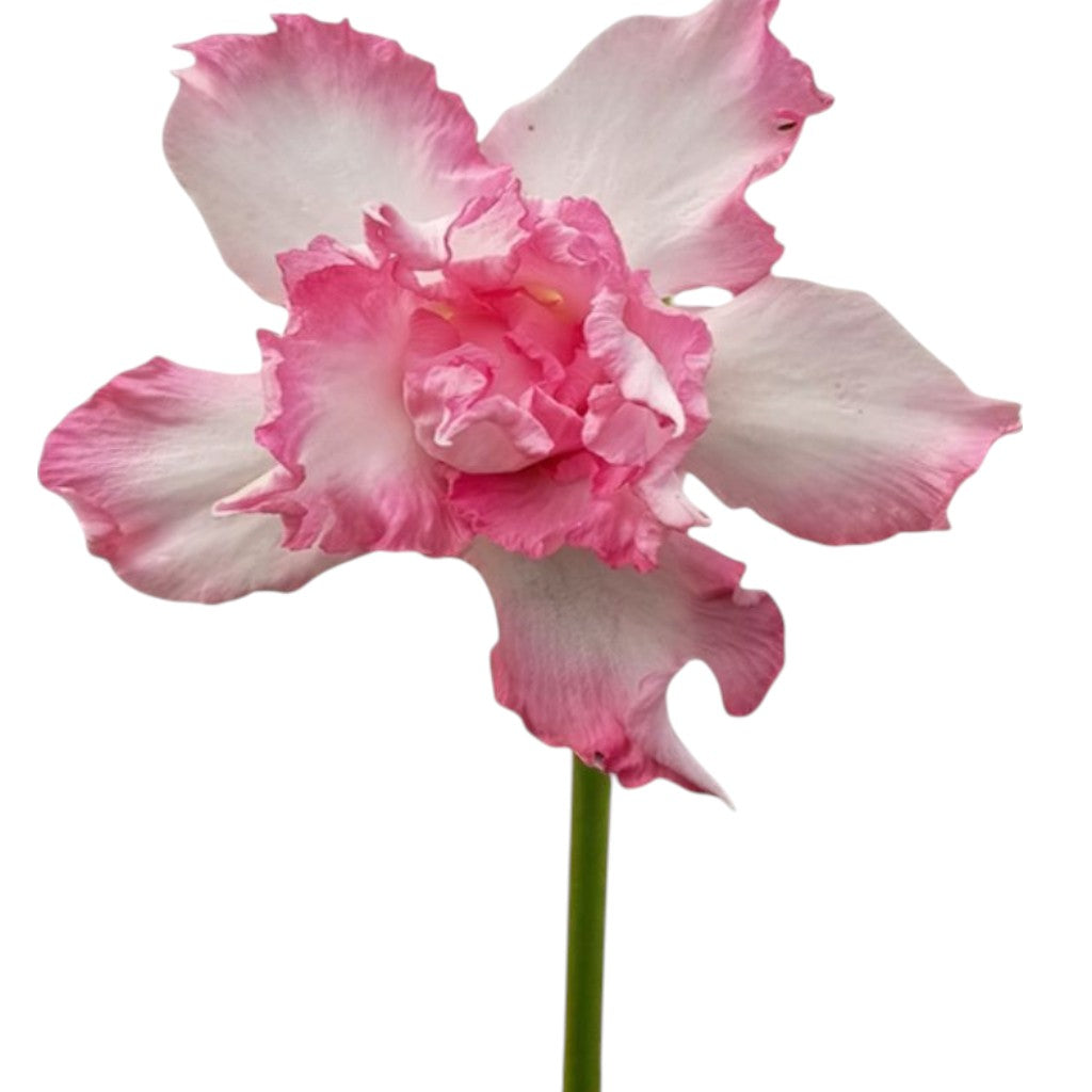 Adenium R241