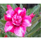 Adenium R25