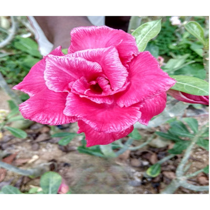 Adenium R26