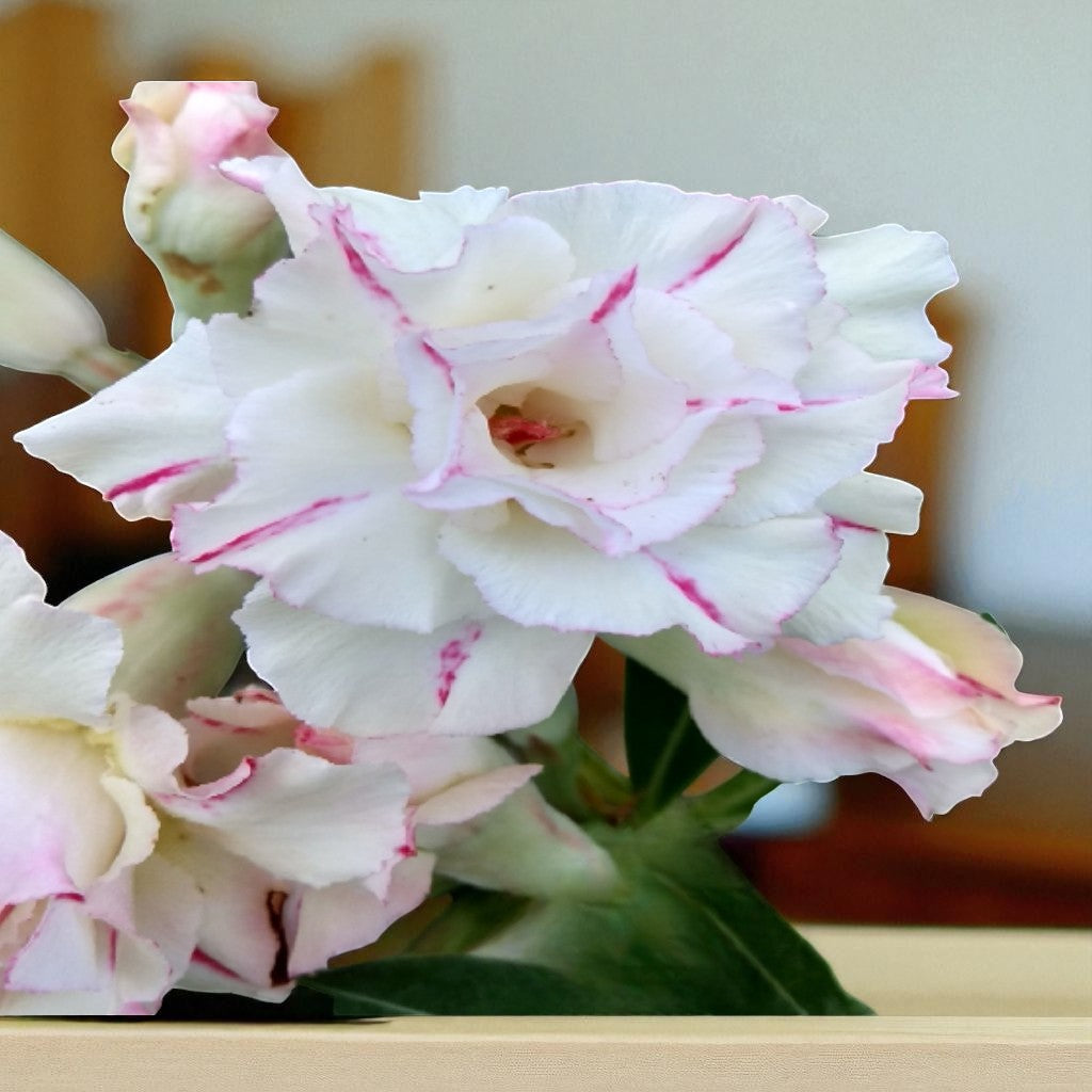 Adenium R27