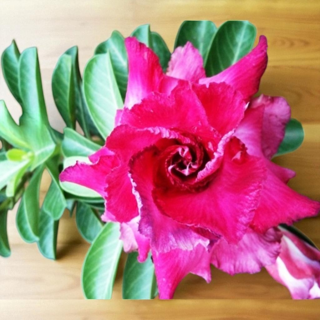 Adenium R28