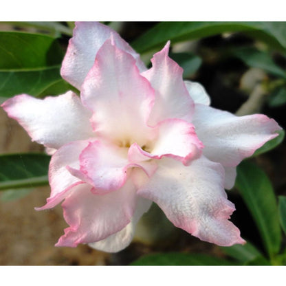 Adenium R29