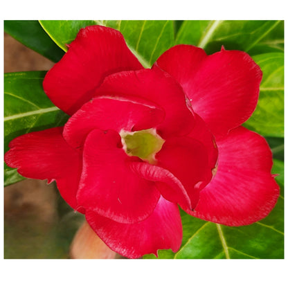 Adenium R3