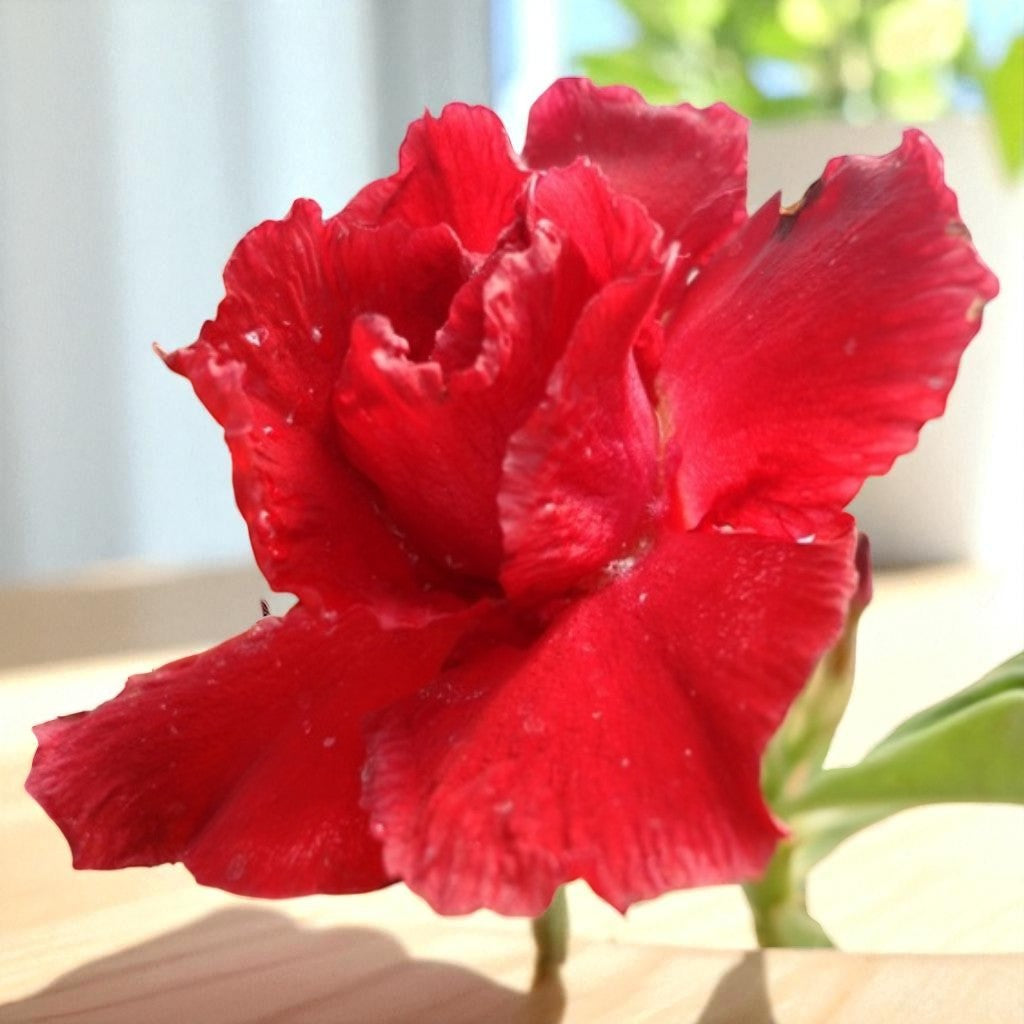 Adenium R31