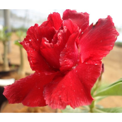 Adenium R31