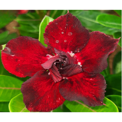Adenium R32