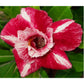 Adenium R33