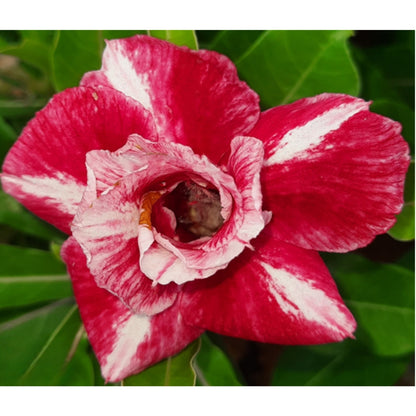 Adenium R33