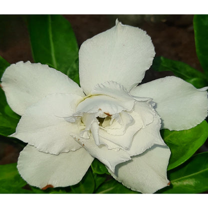 Adenium R34