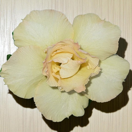 Adenium R36
