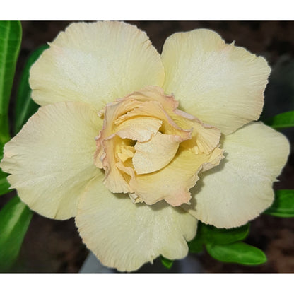 Adenium R36