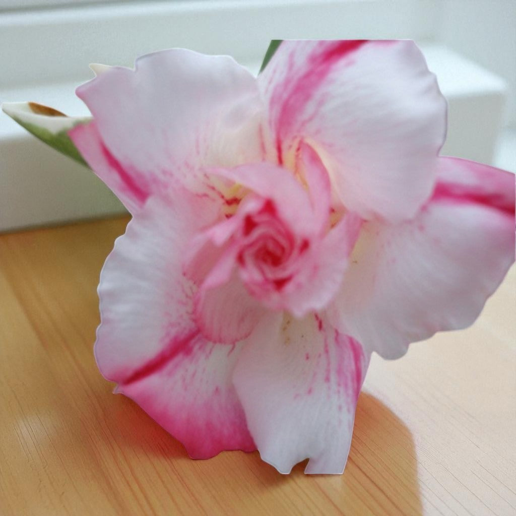 Adenium R37