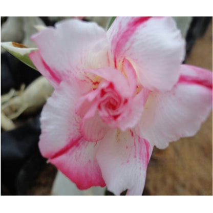 Adenium R37