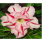 Adenium R38