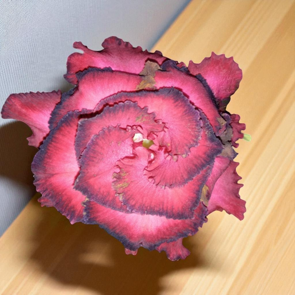 Adenium R39