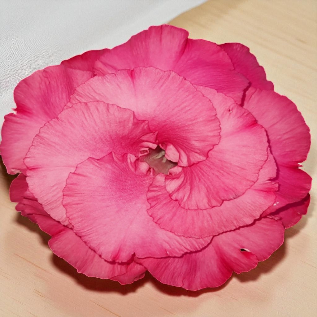 Adenium R40
