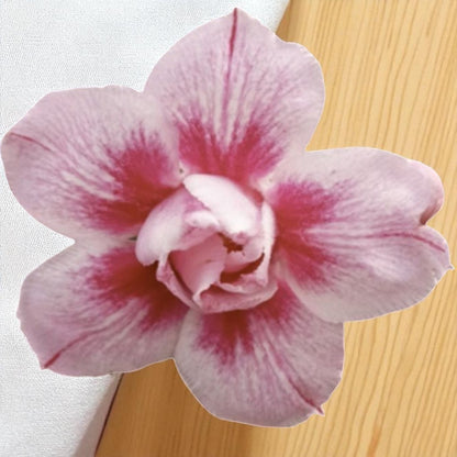 Adenium R401
