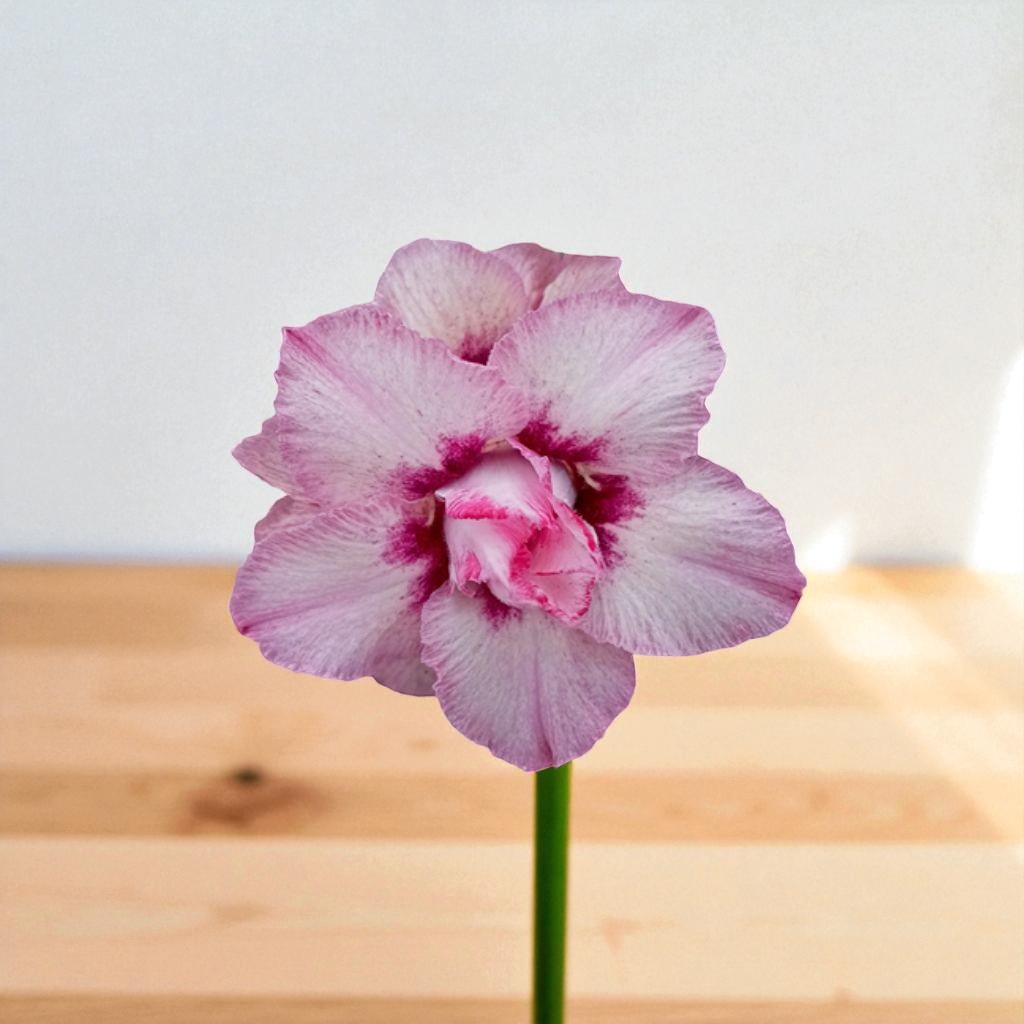 Adenium R407