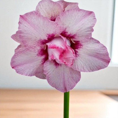 Adenium R407