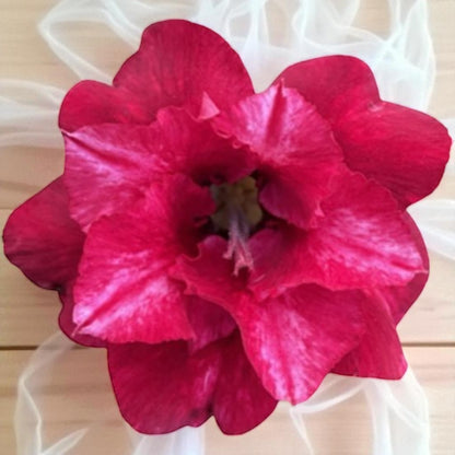 Adenium R409