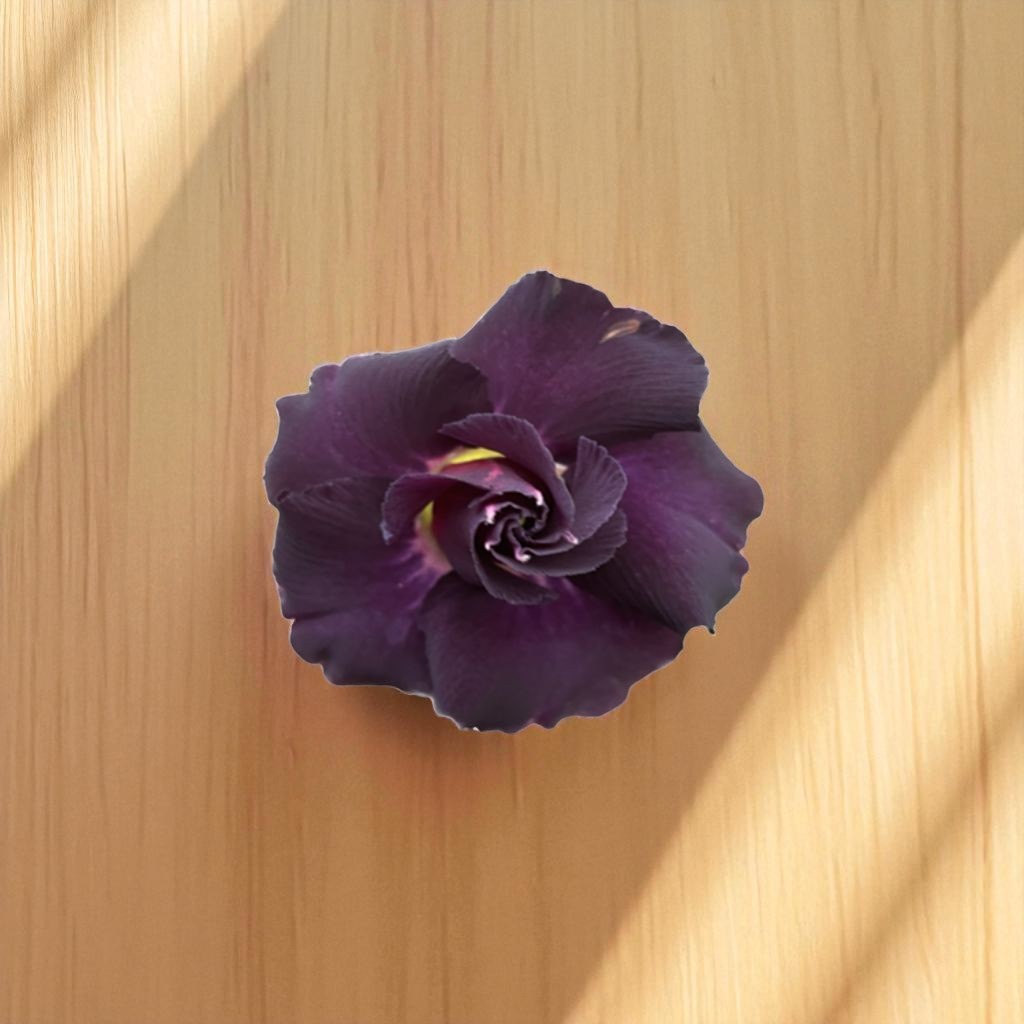 Adenium R411