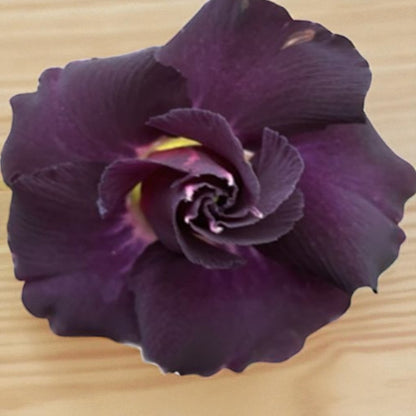 Adenium R411