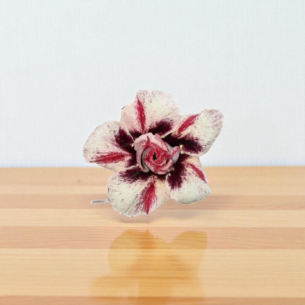 Adenium R412