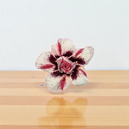Adenium R412
