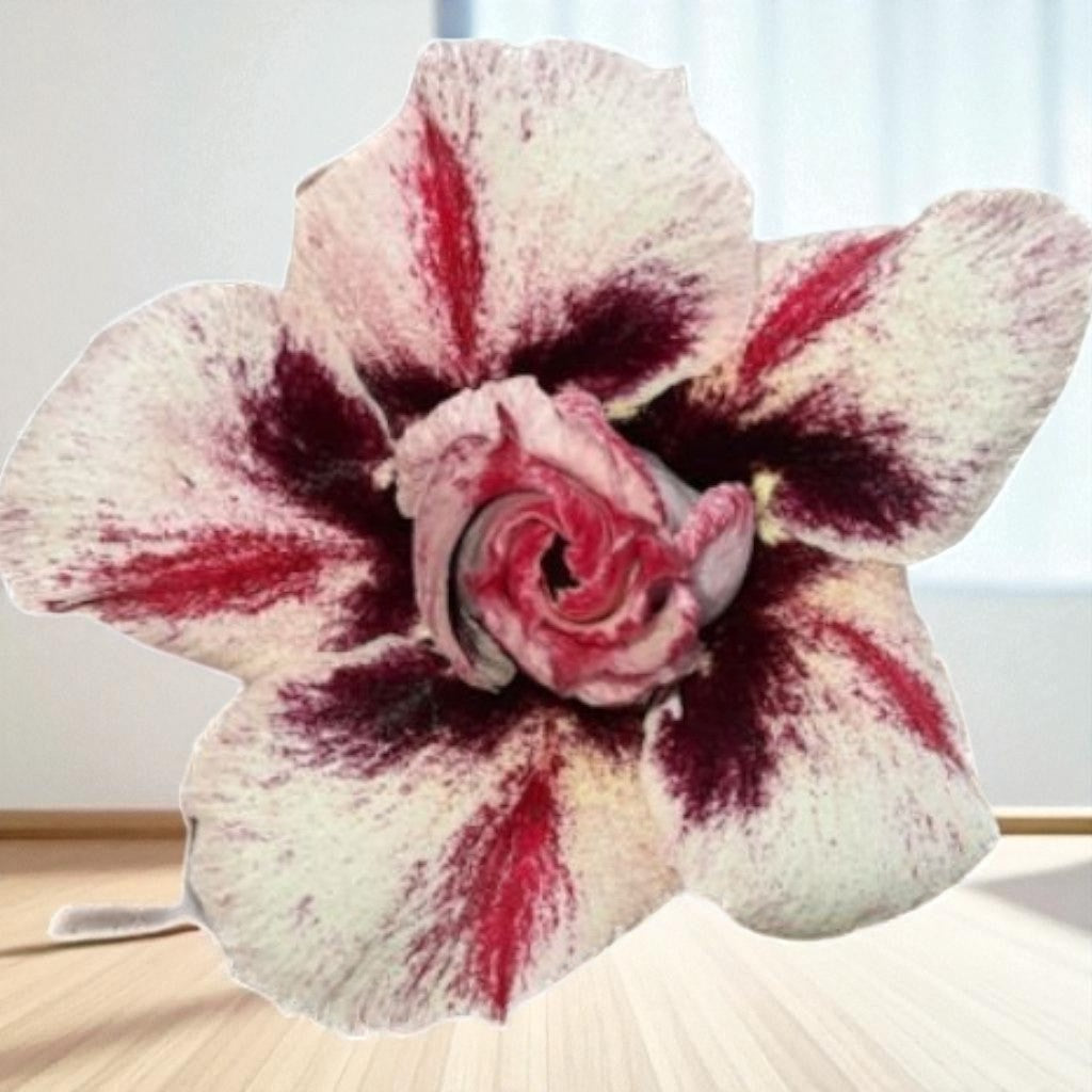 Adenium R412