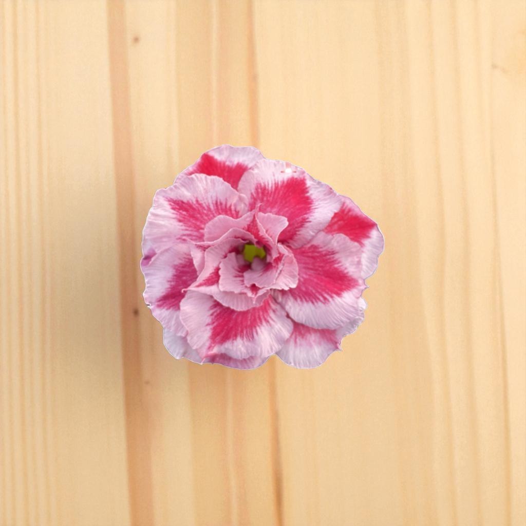 Adenium R413