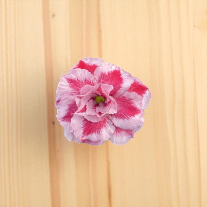 Adenium R413