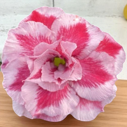 Adenium R413