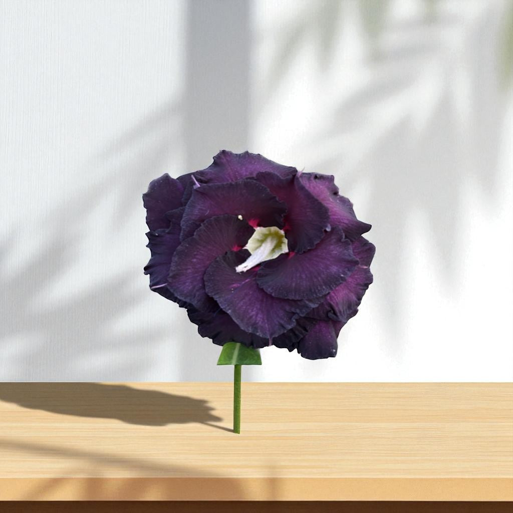 Adenium R415
