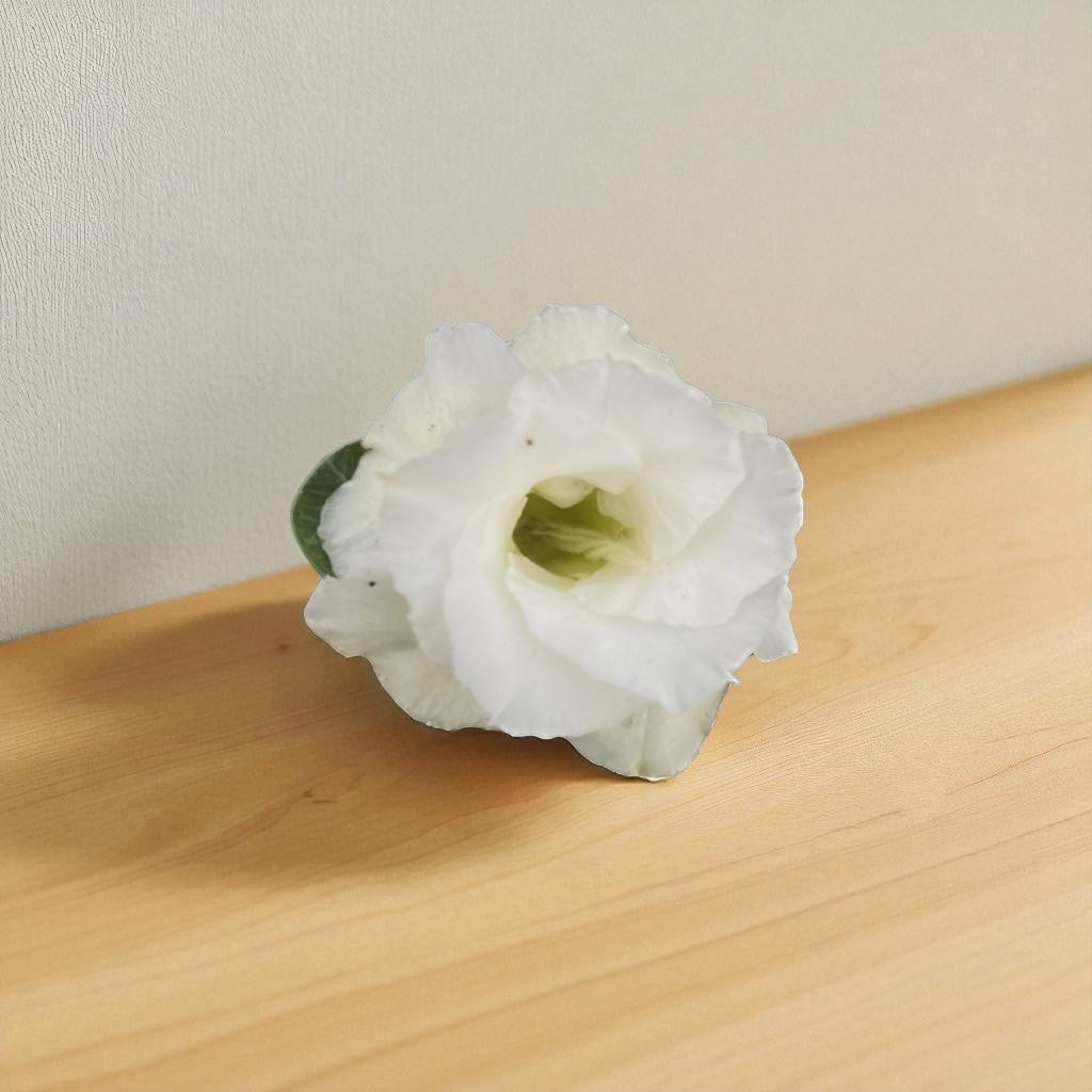 Adenium R416