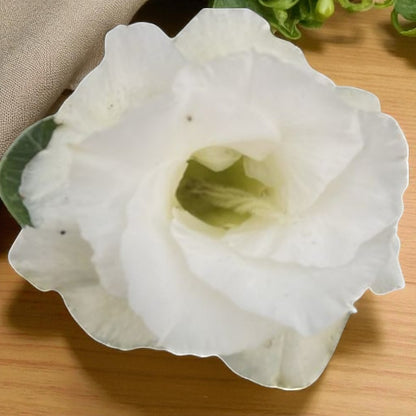 Adenium R416