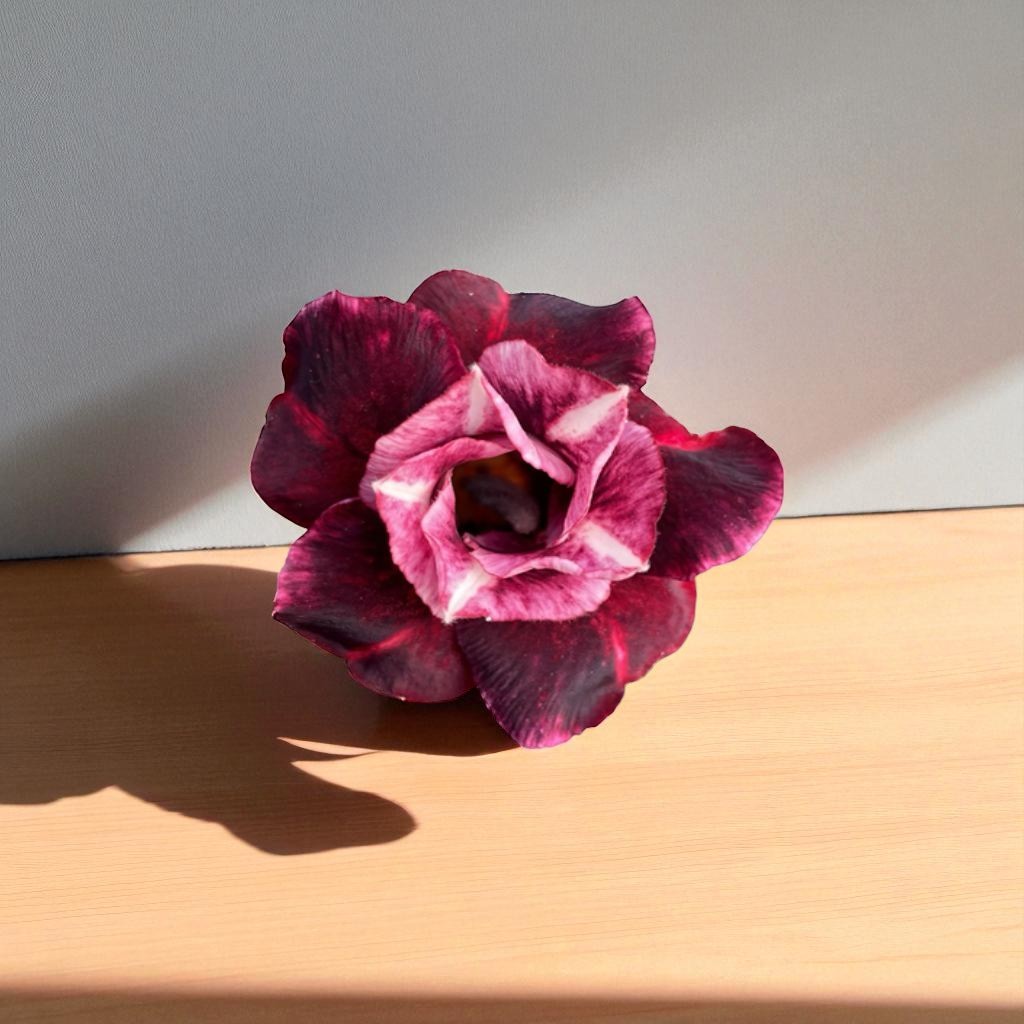 Adenium R417