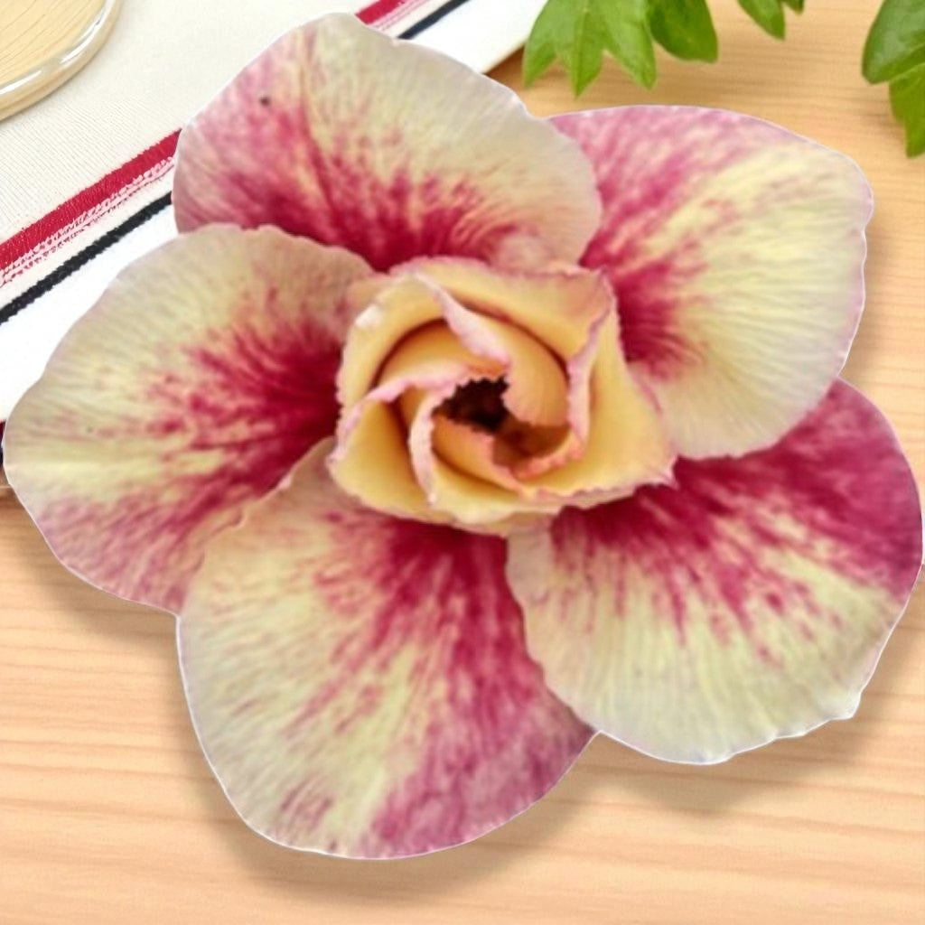 Adenium R418