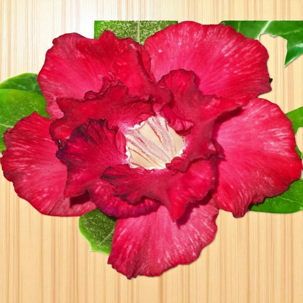 Adenium R42