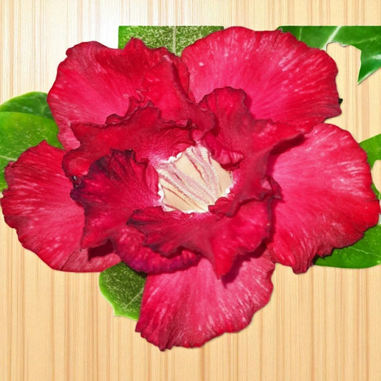 Adenium R42