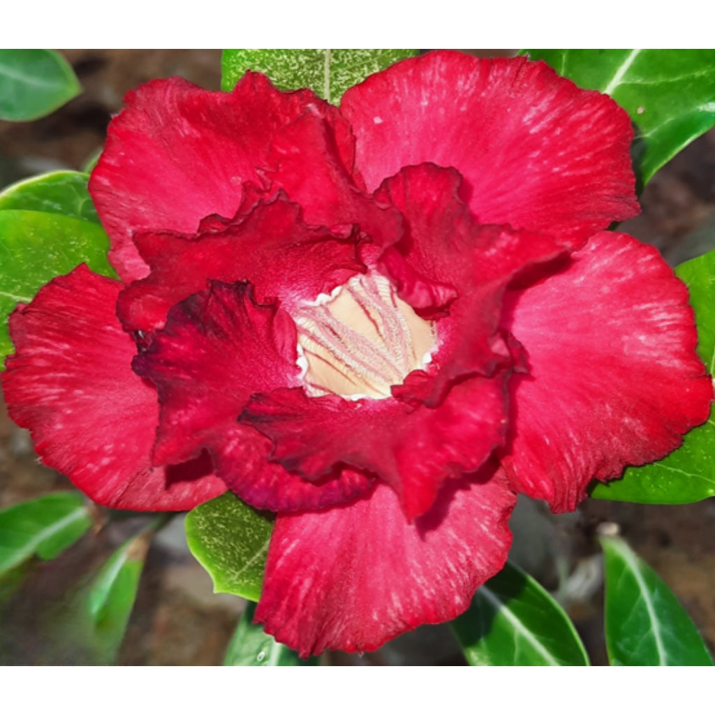 Adenium R42