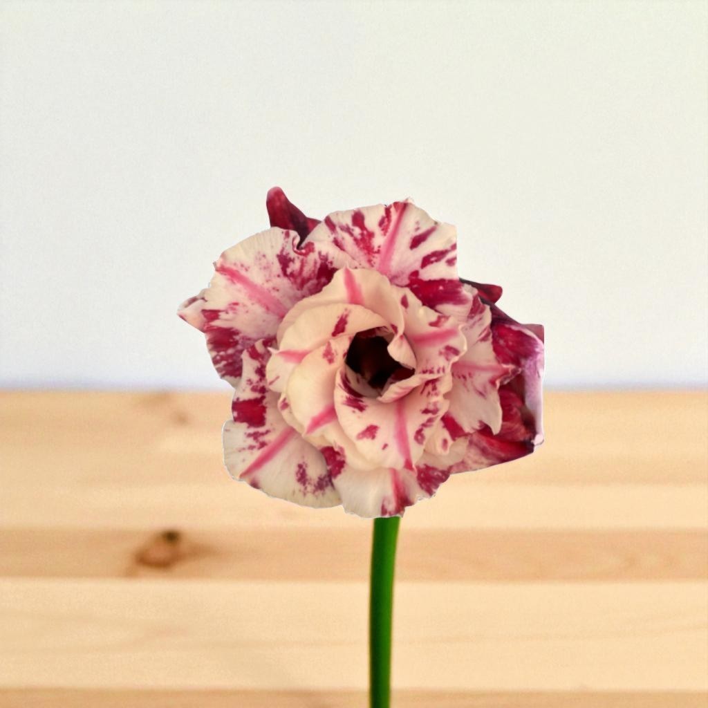 Adenium R420