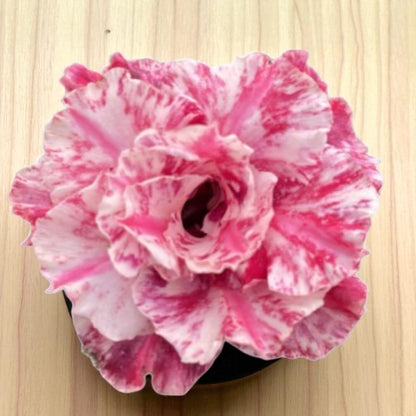 Adenium R421