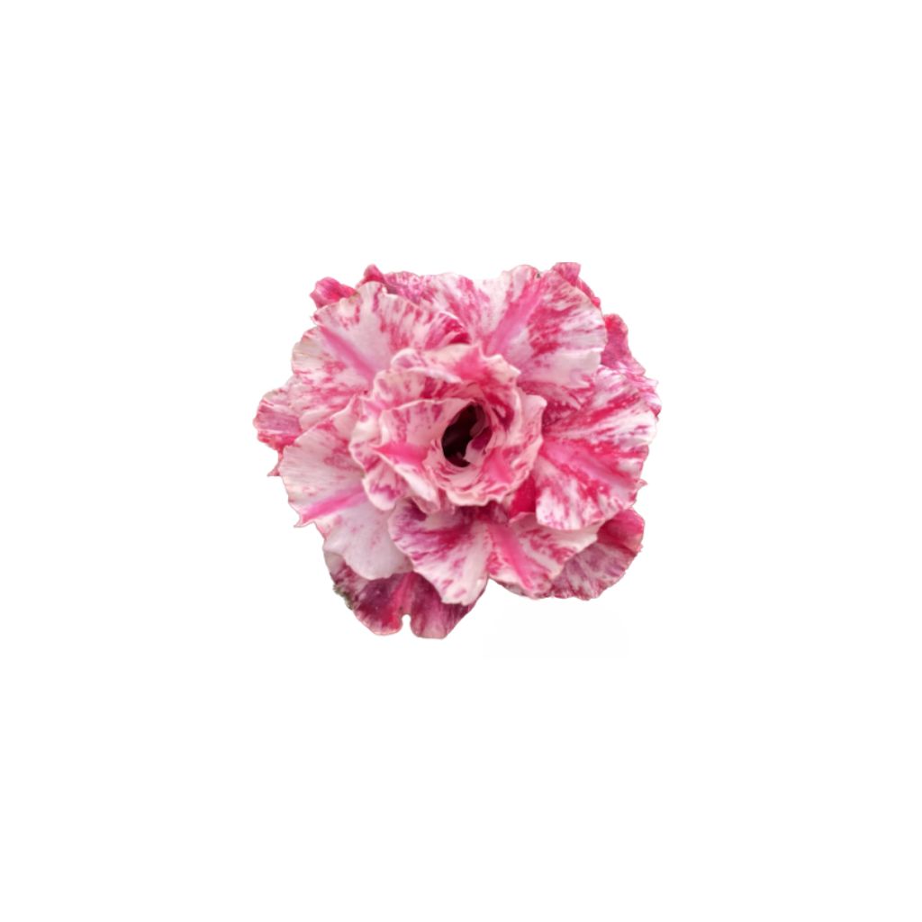 Adenium R421