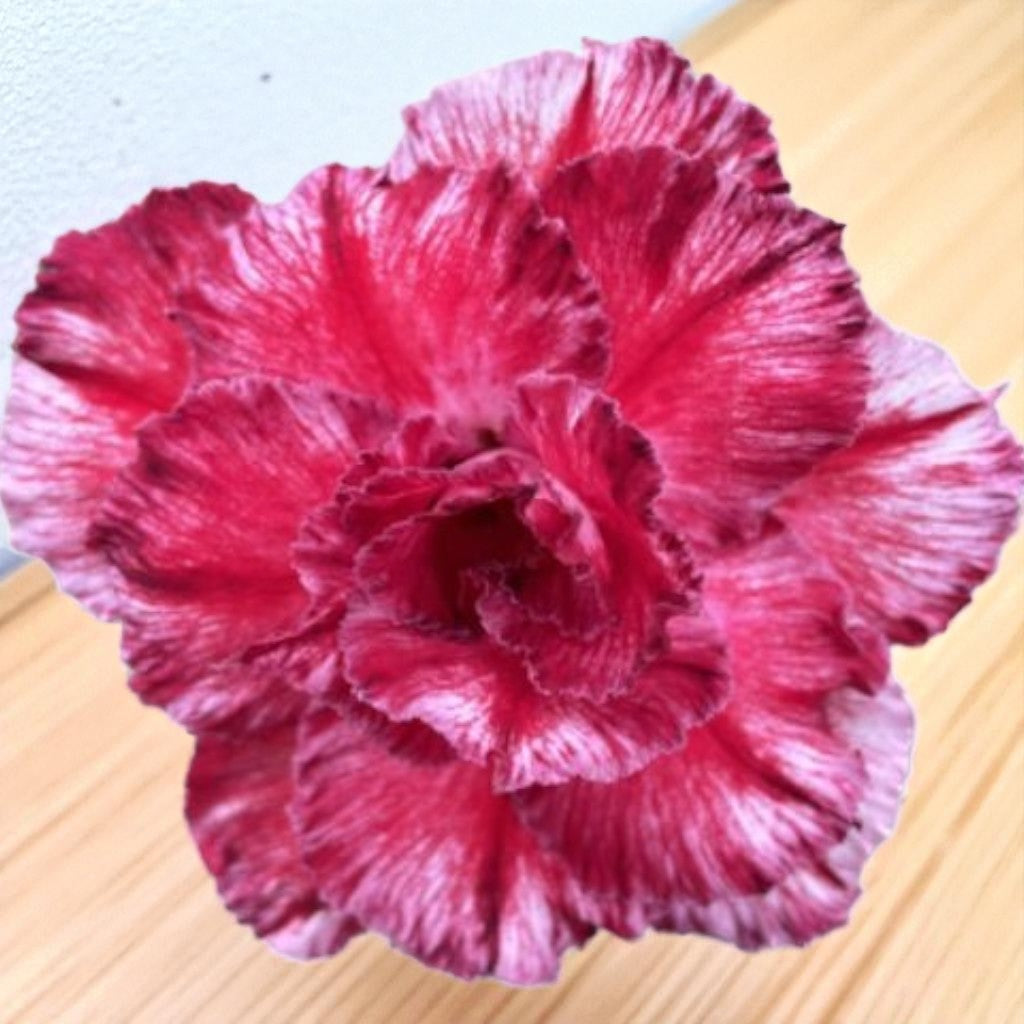 Adenium R422