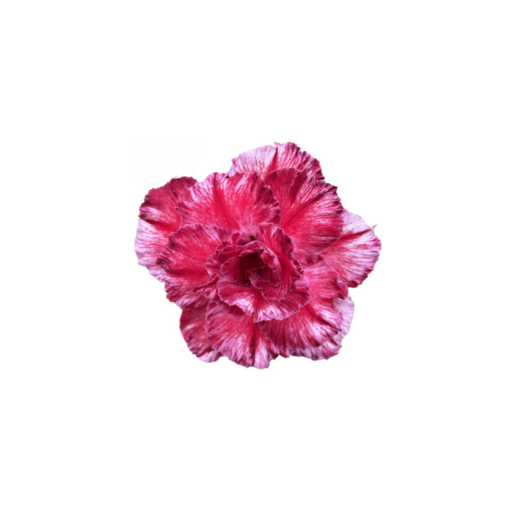 Adenium R422