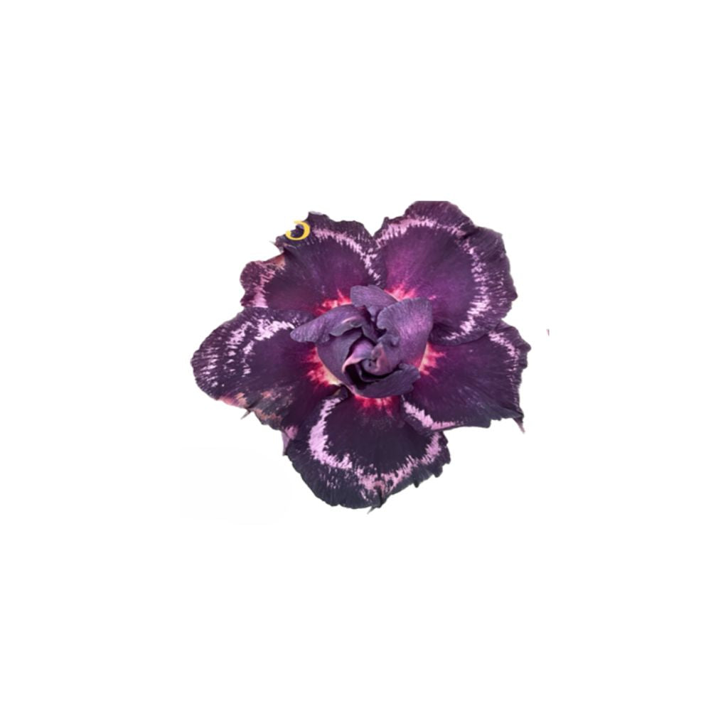 Adenium R423