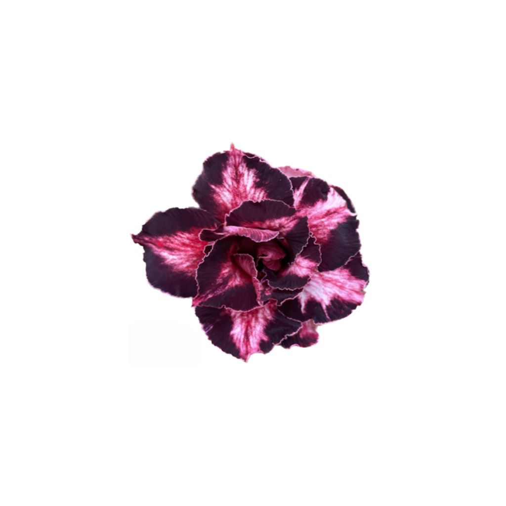 Adenium R424