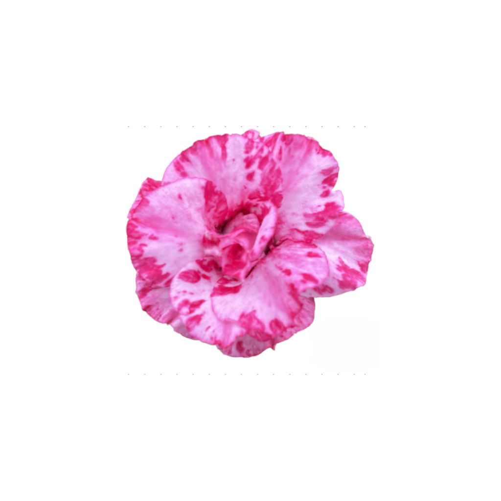 Adenium R425